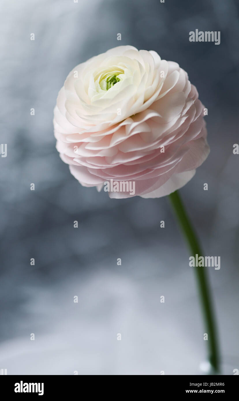 Ranunculus.  Best card for Valentine`s day. I love you! Happy Valentina`s Day! flower. Detailed retouch. Art. Stock Photo